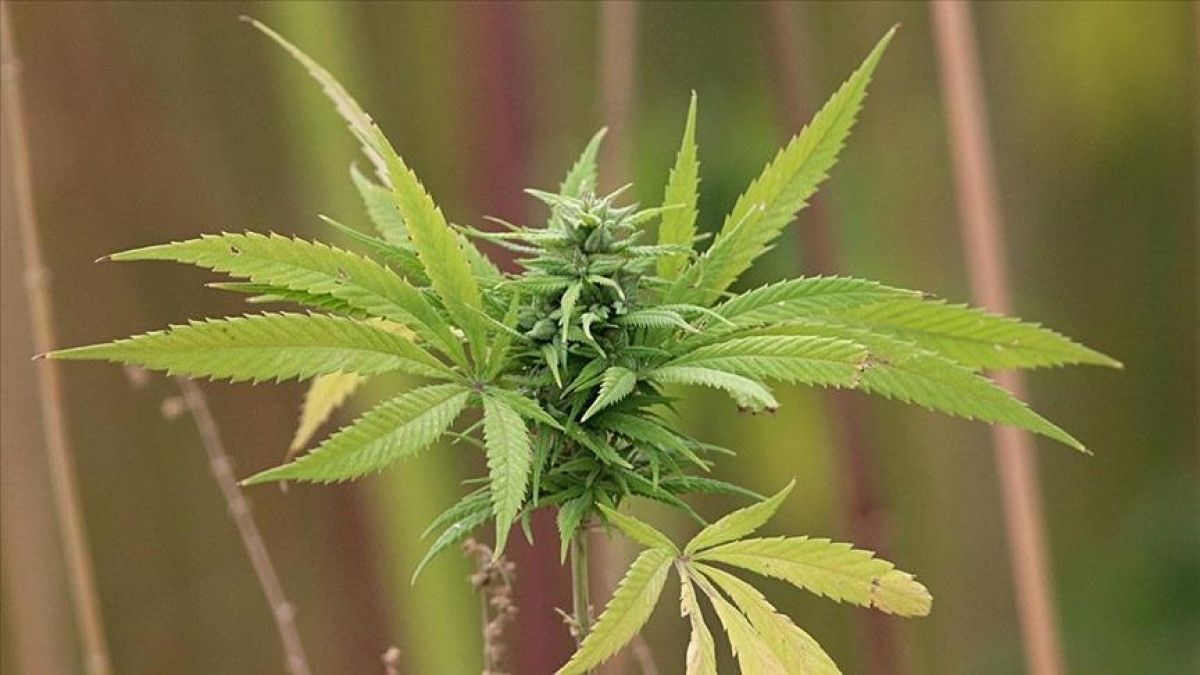 Türkiye'de Tıbbi Kenevirin Yasal Satışı Başladı