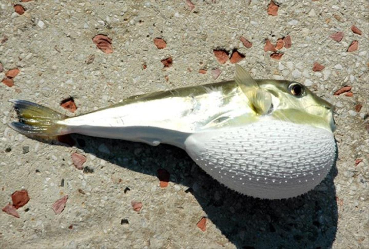 Balon Balığı Avcılığına Sağlanan Teşvikler Genişletildi