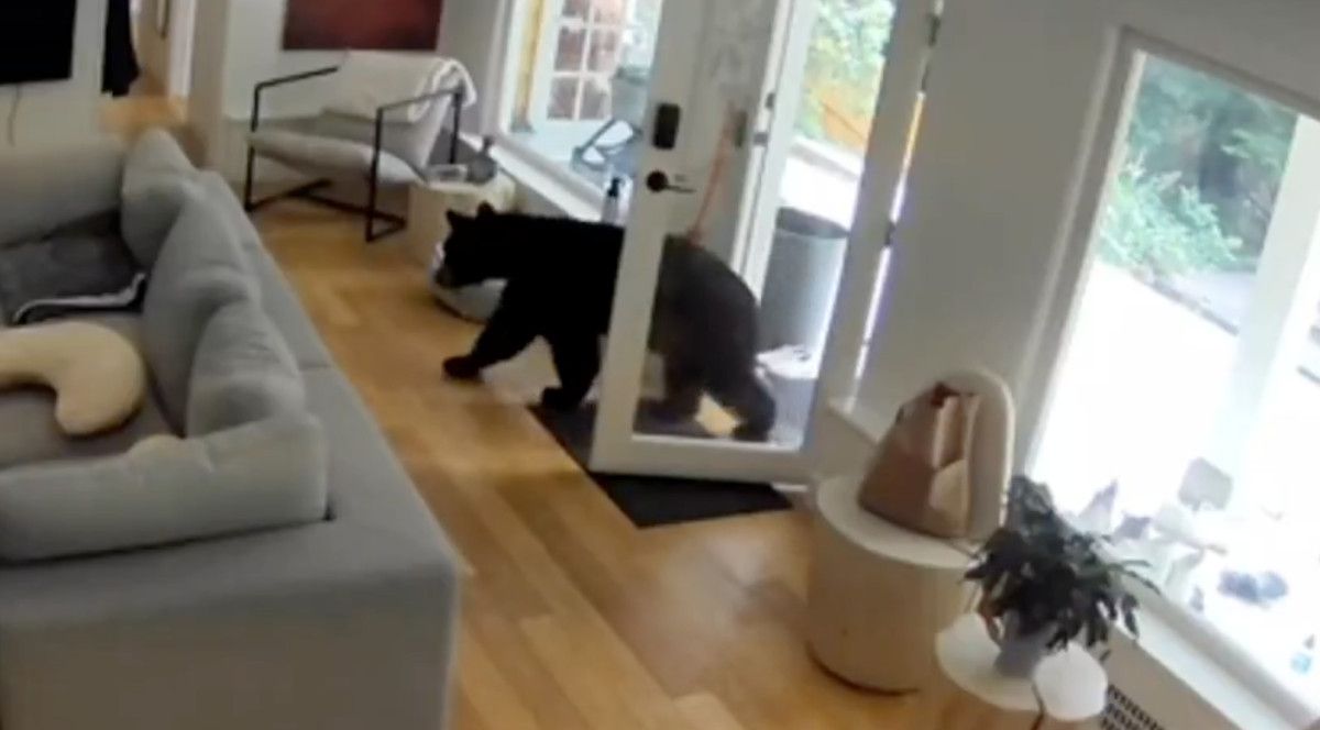 Kanada'da Minik Bir Köpeğin Şaşırtıcı Cesareti: Eve Giren Ayıyı Pabucunu Ters Giydirerek Kaçırdı