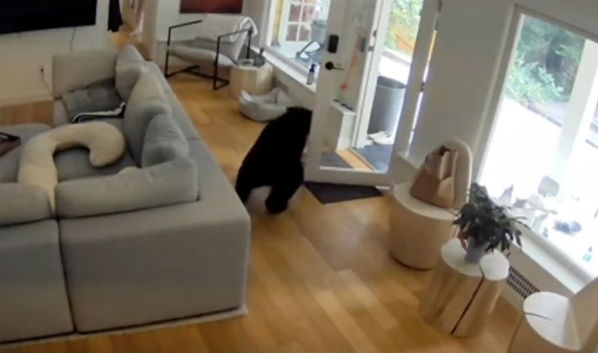 Kanada'da Minik Bir Köpeğin Şaşırtıcı Cesareti: Eve Giren Ayıyı Pabucunu Ters Giydirerek Kaçırdı