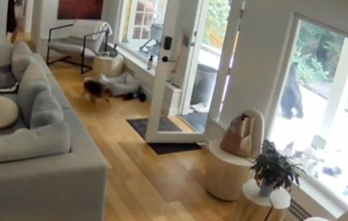 Kanada'da Minik Bir Köpeğin Şaşırtıcı Cesareti: Eve Giren Ayıyı Pabucunu Ters Giydirerek Kaçırdı