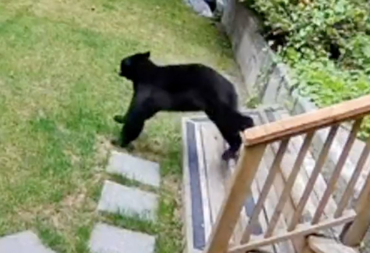 Kanada'da Minik Bir Köpeğin Şaşırtıcı Cesareti: Eve Giren Ayıyı Pabucunu Ters Giydirerek Kaçırdı