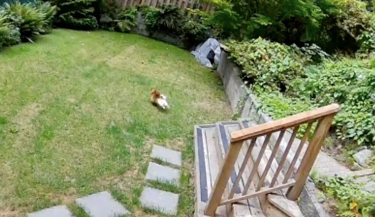 Kanada'da Minik Bir Köpeğin Şaşırtıcı Cesareti: Eve Giren Ayıyı Pabucunu Ters Giydirerek Kaçırdı