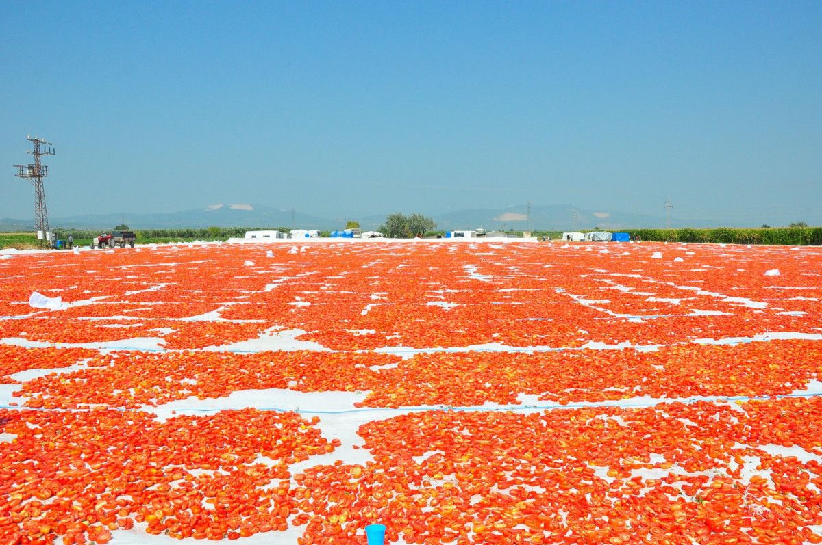 Manisa'nın Lezzetli Kurutulmuş Domatesleri Avrupa Sofralarına Yolculuk Ediyor
