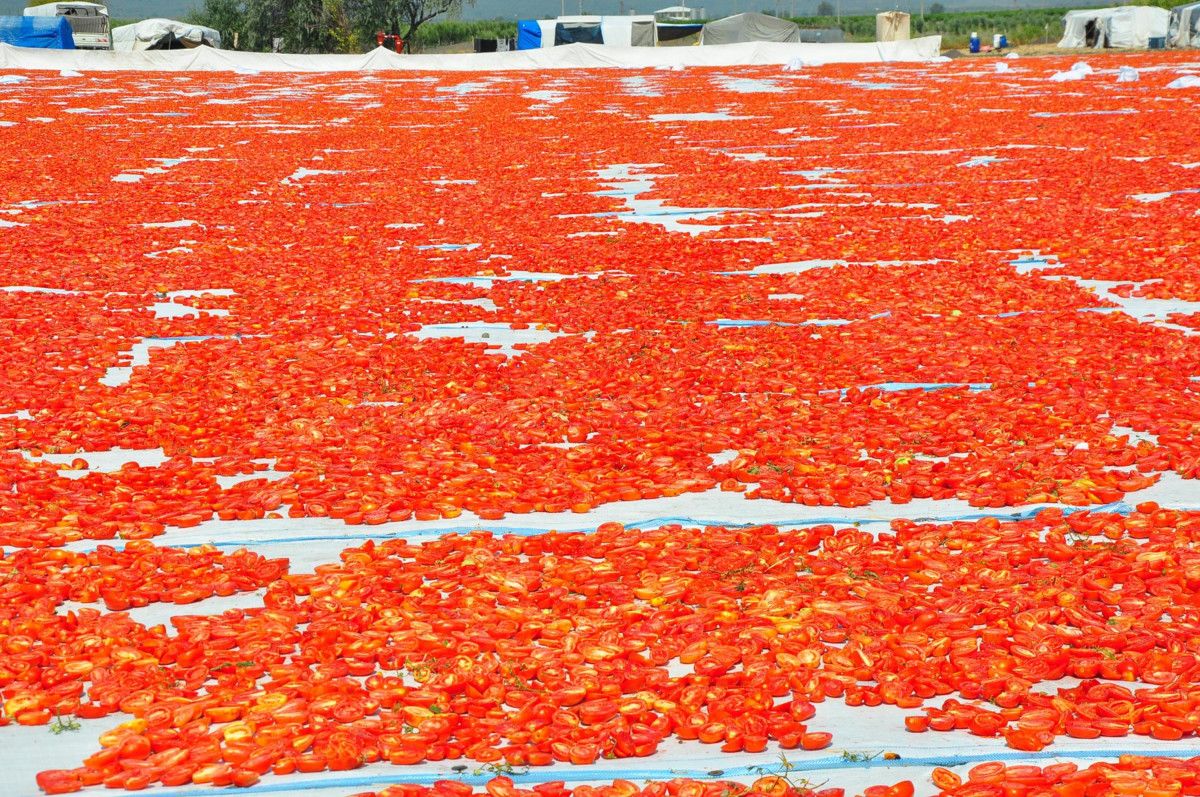 Manisa'nın Lezzetli Kurutulmuş Domatesleri Avrupa Sofralarına Yolculuk Ediyor